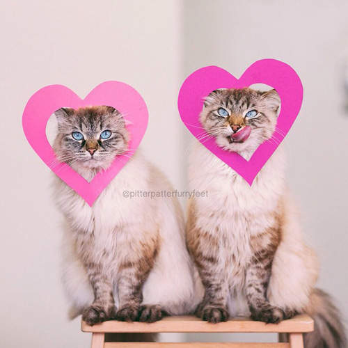 《貓咪雙胞胎》一毛一個樣 分不清楚誰是誰了啦～