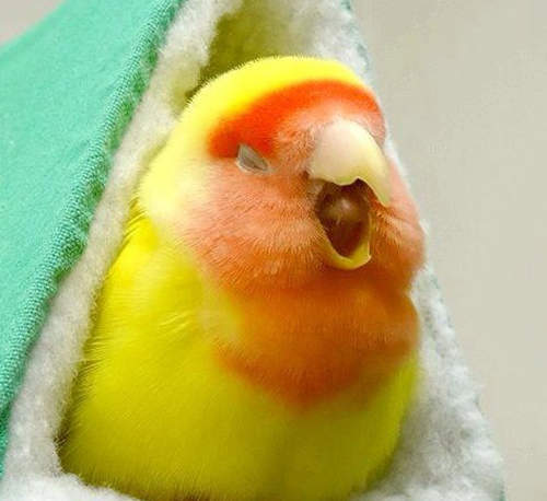 治癒系《鳥鳥打呵欠》看了都想跟著他們午睡一下 (⁰⊖⁰ ) 治癒系《鳥鳥打呵欠》看了都想跟著他們午睡一下 (⁰⊖⁰ )