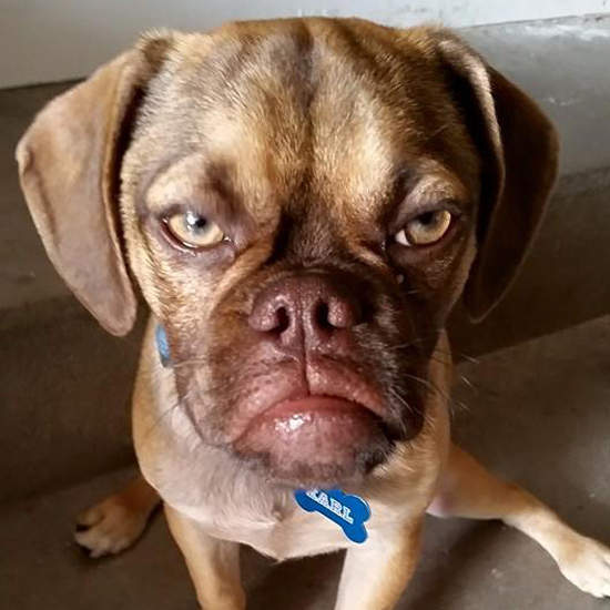 《霸氣犬》看起來好像黑色會老大XD 《霸氣犬》看起來好像黑色會老大XD