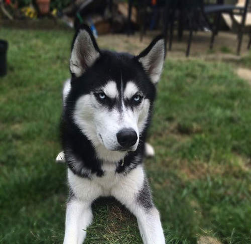 《怒瞪哈士奇Anuko》殺氣騰騰一切只因為發現主人耍他www