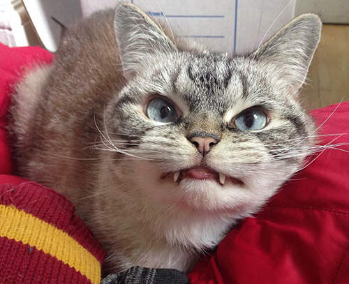 《吸血鬼貓Loki》這樣邪惡可愛的吸血鬼我願意♥ 《吸血鬼貓Loki》這樣邪惡可愛的吸血鬼我願意♥