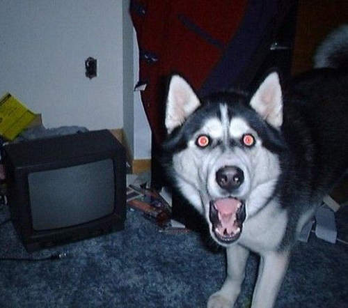 KUSO人生的一瞬之光之《困惑的可愛動物篇》 KUSO人生的一瞬之光之《困惑的可愛動物篇》