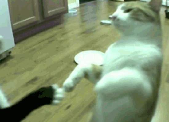 《貓咪的鐵拳》彷彿可以聽到＂啪＂的一聲