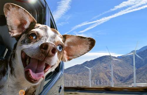 《吹風的小狗》咦?這跟我當初養的那隻不一樣阿XD 《吹風的小狗》咦?這跟我當初養的那隻不一樣阿XD