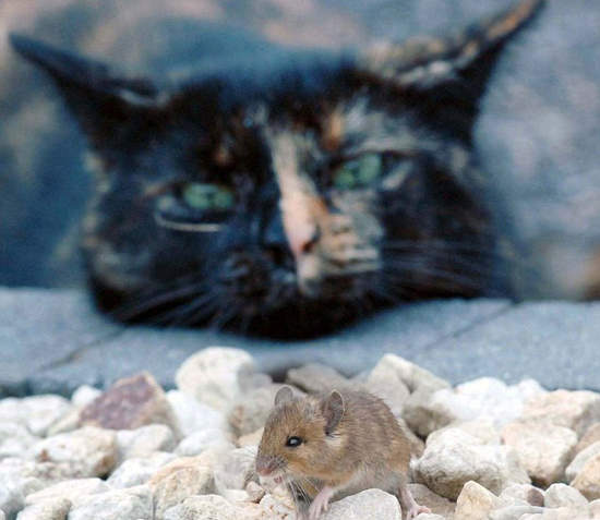 《超級有戲貓與鼠》到底是把對方當朋友還是存糧呢? 《超級有戲貓與鼠》到底是把對方當朋友還是存糧呢?