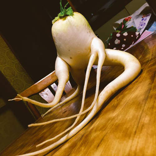 《奇形蔬果》感覺隨時可能動起來的人形大根你敢吃嗎啊啊啊... 《奇形蔬果》感覺隨時可能動起來的人形大根你敢吃嗎啊啊啊...