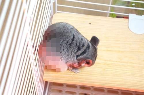 《毛絲鼠的愛心屁屁》就讓咱倆的愛從屁屁開始♥