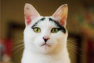 《真正的招財貓》有貓咪加持的樂透彩券比較容易中獎喔? 《真正的招財貓》有貓咪加持的樂透彩券比較容易中獎喔?