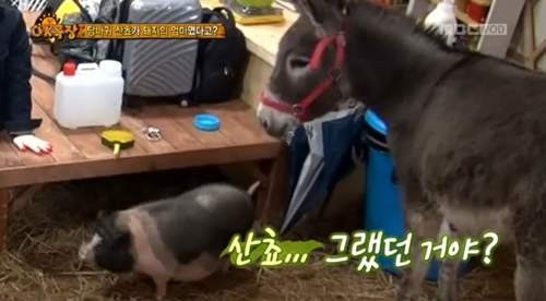 《把豬當做孩子的驢子》誰都不能靠近我孩子阿~凹哼 《把豬當做孩子的驢子》誰都不能靠近我孩子阿~凹哼