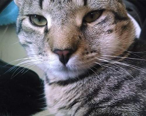 《貓咪的腫嘴巴》跟狗狗一樣也有反差萌阿 《貓咪的腫嘴巴》跟狗狗一樣也有反差萌阿