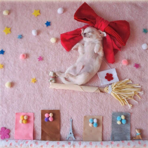 《寵物的睡姿藝術》要不吵醒毛小孩們也是一大挑戰啊~ 《寵物的睡姿藝術》要不吵醒毛小孩們也是一大挑戰啊~