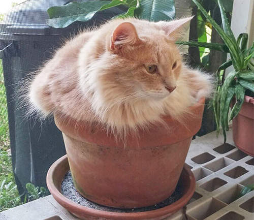 《盆栽貓》來喔來喔肥滿的貓咪可以收成了(?) 《盆栽貓》來喔來喔肥滿的貓咪可以收成了(?)