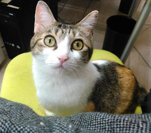 超夢幻《跟貓咪一起上班的公司》甚至還有養貓補助!? 超夢幻《跟貓咪一起上班的公司》甚至還有養貓補助!?