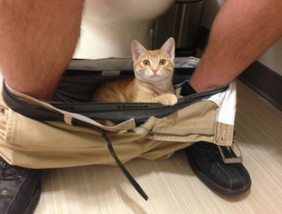 《貓奴沒隱私》家裡有貓你就別肖想有私人空間了 《貓奴沒隱私》家裡有貓你就別肖想有私人空間了