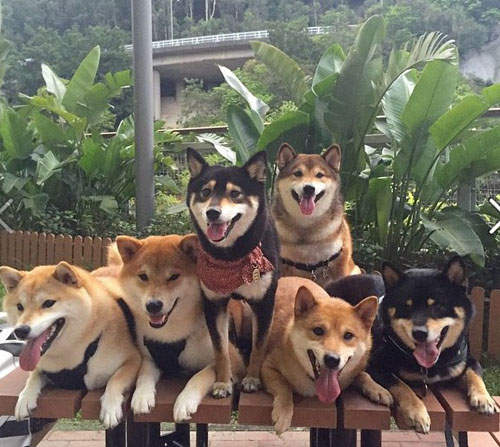 《柴犬的可愛日常》臉書用戶SHIBA INU ZERO用牠們的可愛記錄生活