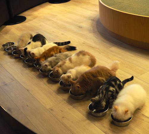 《貓咖啡廳的放飯時間》吃飯也要吃得這麼可愛才可以♥