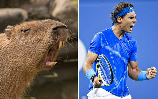 《網球選手與水豚》這超可愛的相似度 《網球選手與水豚》這超可愛的相似度
