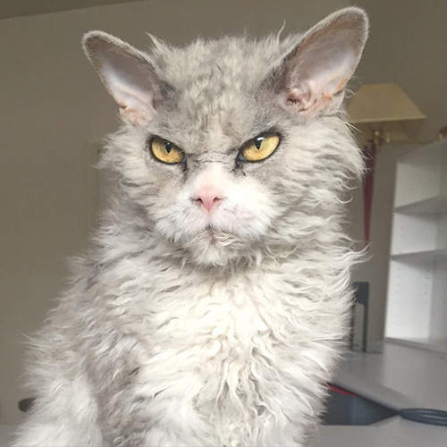 美國《怒顏貓》人家只是臉兇了而已～沒有生氣啦