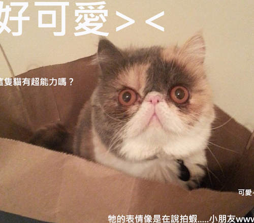 《超能力扁臉貓》Super Epic Cats拍攝的外掛貓影片超可愛