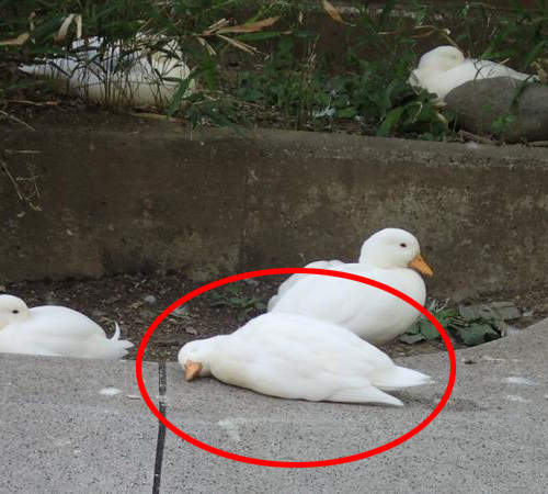 《動物園昏倒事件簿》什麼昏倒~人家只是睡著而已啦wwww 《動物園昏倒事件簿》什麼昏倒~人家只是睡著而已啦wwww