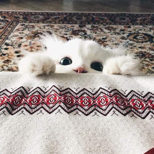 《遮住一半的貓》若隱若現比較美嘛