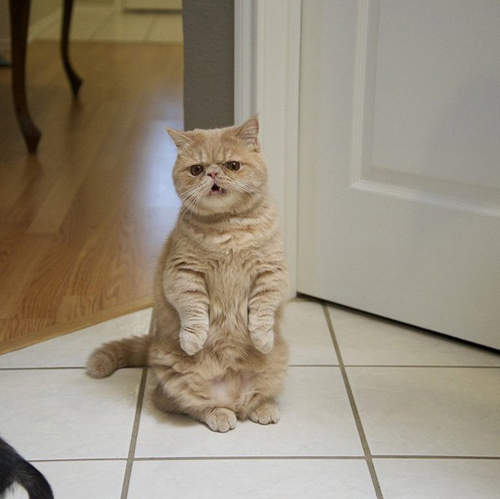 《會站立的貓》我是人~當然要用兩隻腳站立啊 《會站立的貓》我是人~當然要用兩隻腳站立啊