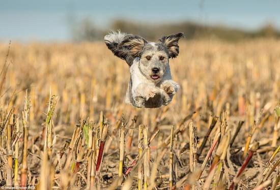 《狗狗飛越照》還真的是名符其實的「飛狗」呢(ノゝ∀ 《狗狗飛越照》還真的是名符其實的「飛狗」呢(ノゝ∀
