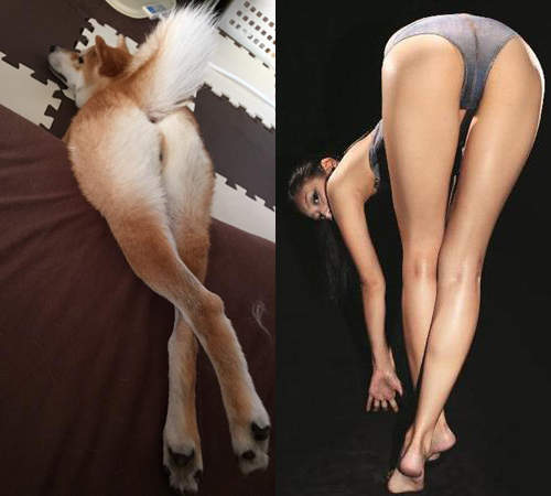 推特爆紅《性感柴犬》名模級美腿你招架得住嗎ww