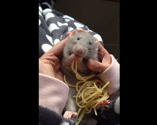 《料理鼠王》真鼠版？不過這隻只會吃而已啦