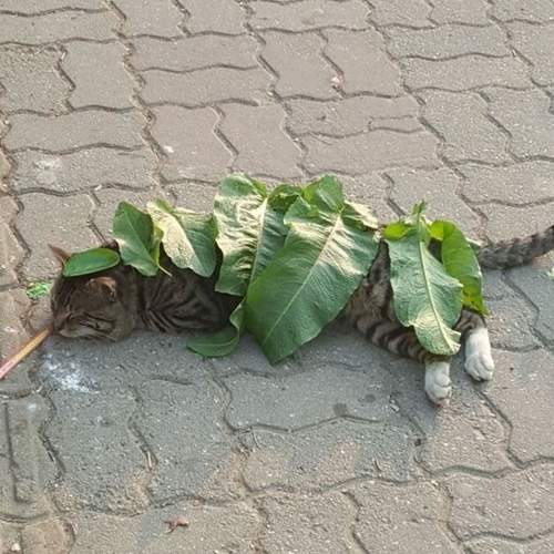 《任人擺布的貓》咦?這是我熟悉的喵星人嗎? 《任人擺布的貓》咦?這是我熟悉的喵星人嗎?