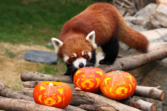 《小熊貓與南瓜大戰》看來南瓜真的是相當難纏的對手啊(攻擊) 《小熊貓與南瓜大戰》看來南瓜真的是相當難纏的對手啊(攻擊)