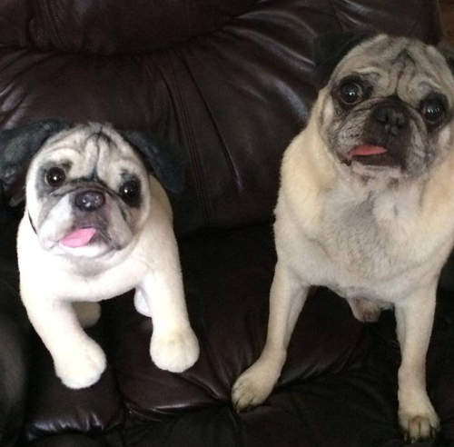 《寵物絨毛化服務》複製一個能永遠陪伴你的毛小孩 《寵物絨毛化服務》複製一個能永遠陪伴你的毛小孩