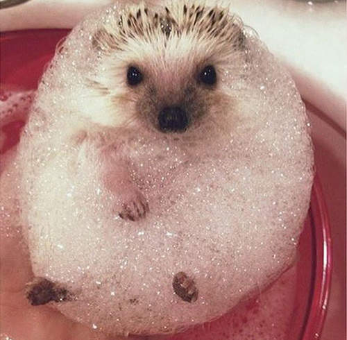 《動物愛洗澡》毛茸茸的入浴濕身秀大放送♥ 《動物愛洗澡》毛茸茸的入浴濕身秀大放送♥