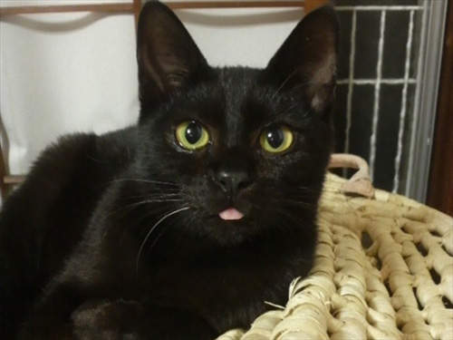 少見的《貓舌頭》超級萌 果然全身上下都是萌點啊