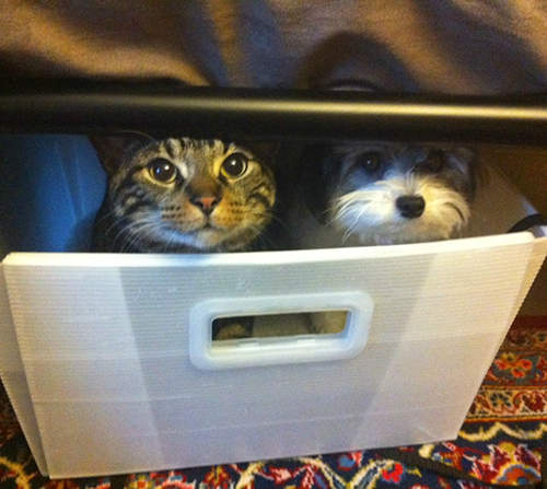 《以為自己是貓咪的狗狗》JOJO我不當狗狗啦－－（？）