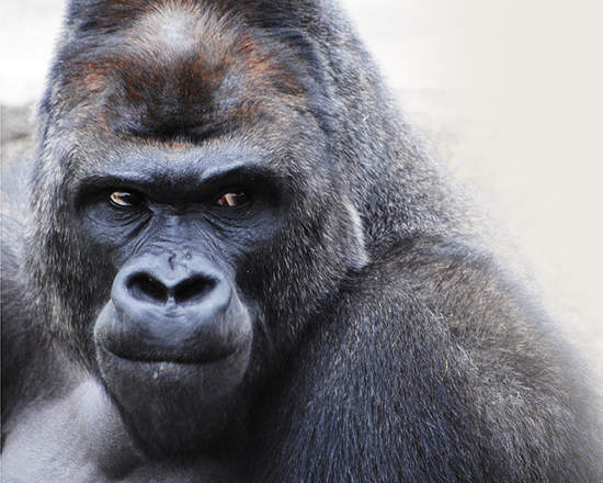 超人氣《型男大猩猩》比寫真集更強～寫真DVD即將發售