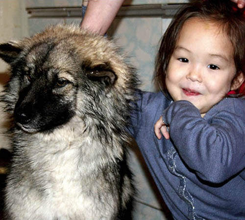 好可怕系列《迷失西伯利亞森林》小女孩和狗狗經歷了什麼事呢