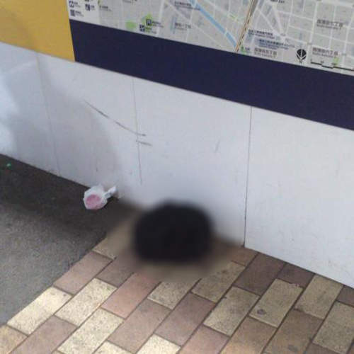 《路邊貓咪的真相》這些主人到底是有多糊塗啦wwww