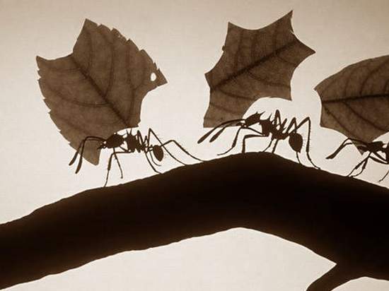 【衝擊事實】《認真工作的工蟻》其實是少數？認真工作的比例只佔了2.6%...