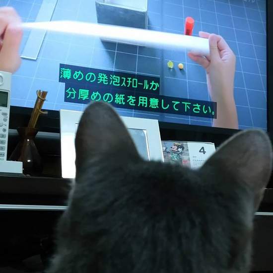 《貓咪愛看的電視節目》看得如此入迷可以趁機幫貓剪爪子了www