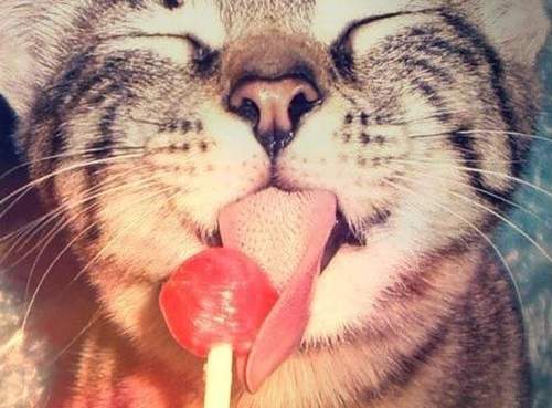 《吃貨的特質》想吃就吃 能吃就是福♥ 《吃貨的特質》想吃就吃 能吃就是福♥