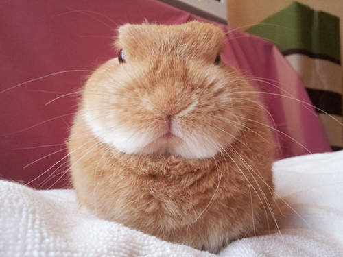 《邪惡網友染指可愛小兔兔》想激怒飼主?靠這招就對了…… 《邪惡網友染指可愛小兔兔》想激怒飼主?靠這招就對了……