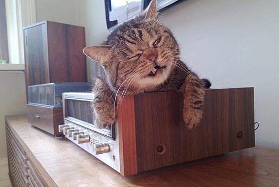 《貓咪的藍色星期一》怎麼週末過得這麼快...