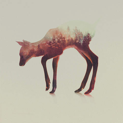 野生動物跟大自然的關係 重曝下來真的好美啊...