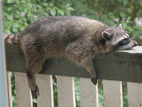 《爆笑浣熊奇景》原來浣熊是這麼有趣的動物www