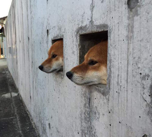 《壁犬》從牆壁洞裡探頭出來已經變成狗狗間的新流行惹嗎ww