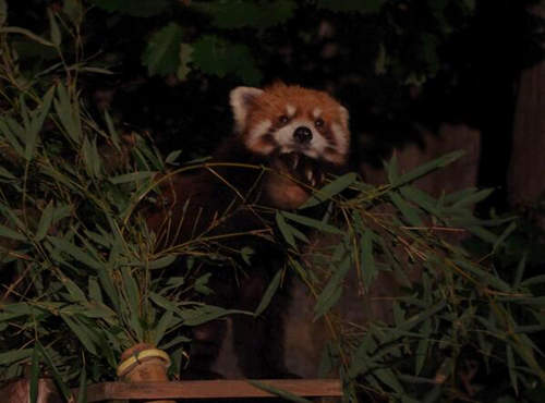 《夜晚的動物園》可以看到動物們不太一樣的面貌