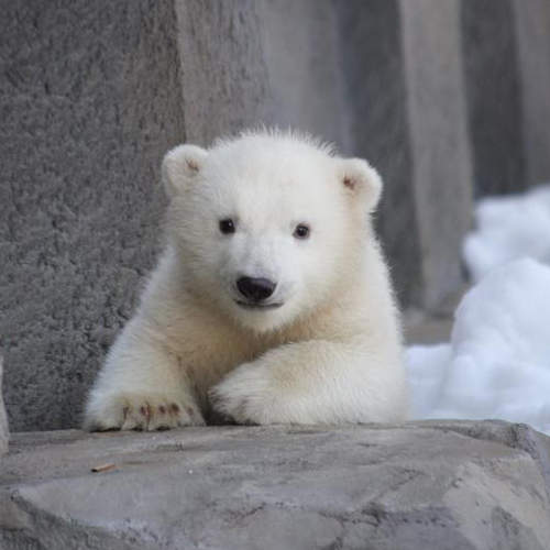 爆可愛《北極熊寶寶》札幌円山動物園終於開放正式見客啦～