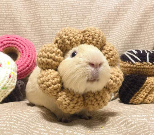 爆可愛《波堤天竺鼠》史上最萌Coser大概就是你們惹♥