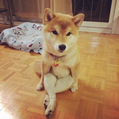 擁有人類坐姿的柴犬《Mikho》用屁屁坐比較舒服嘛～